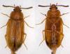 Eulagius sp.